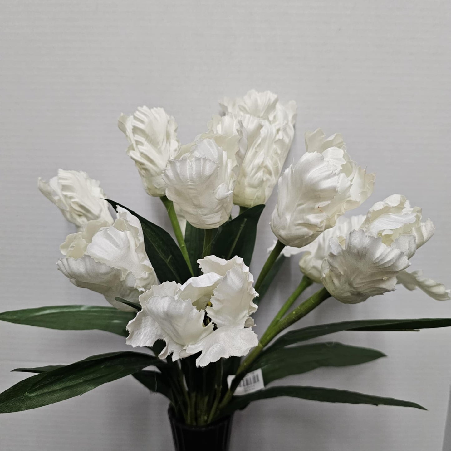 Tulip Bush