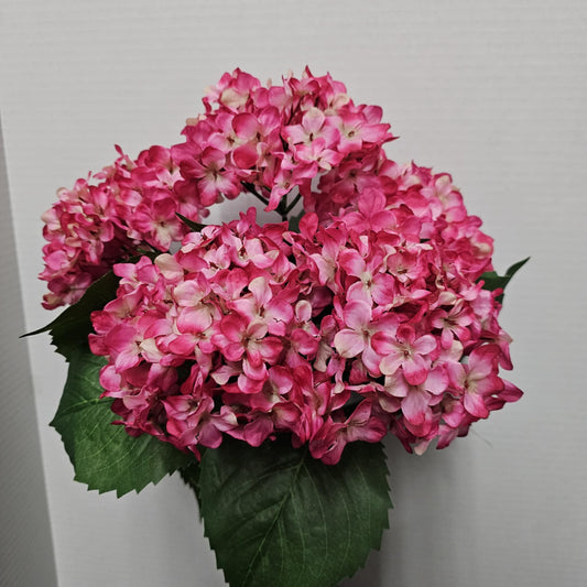 Hydrangea Bush