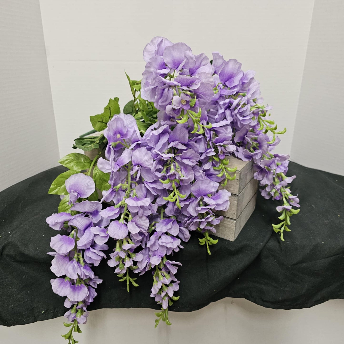 Wisteria Bush