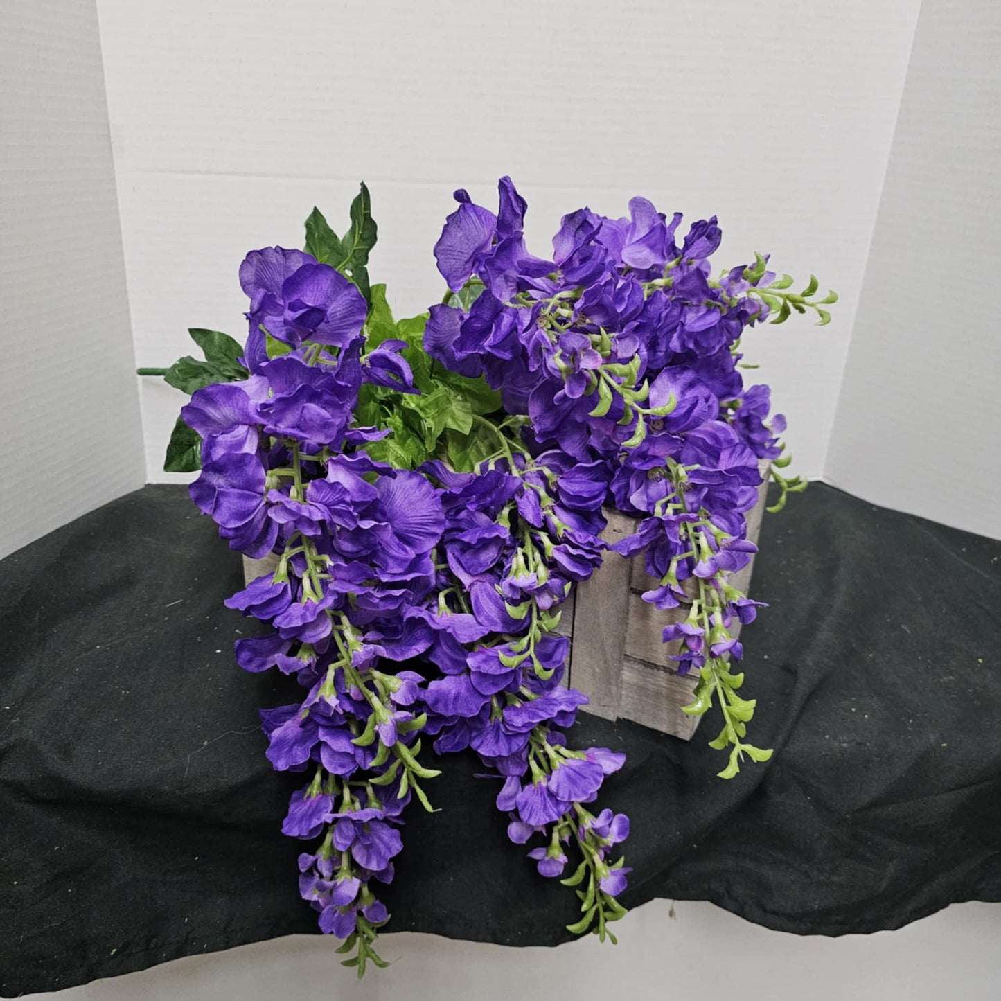 Wisteria Bush