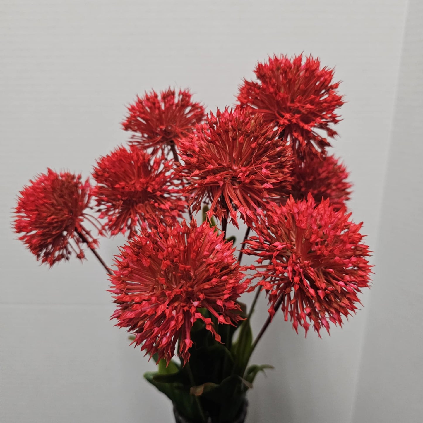 172102RD - 20" Onion Ball Bush
