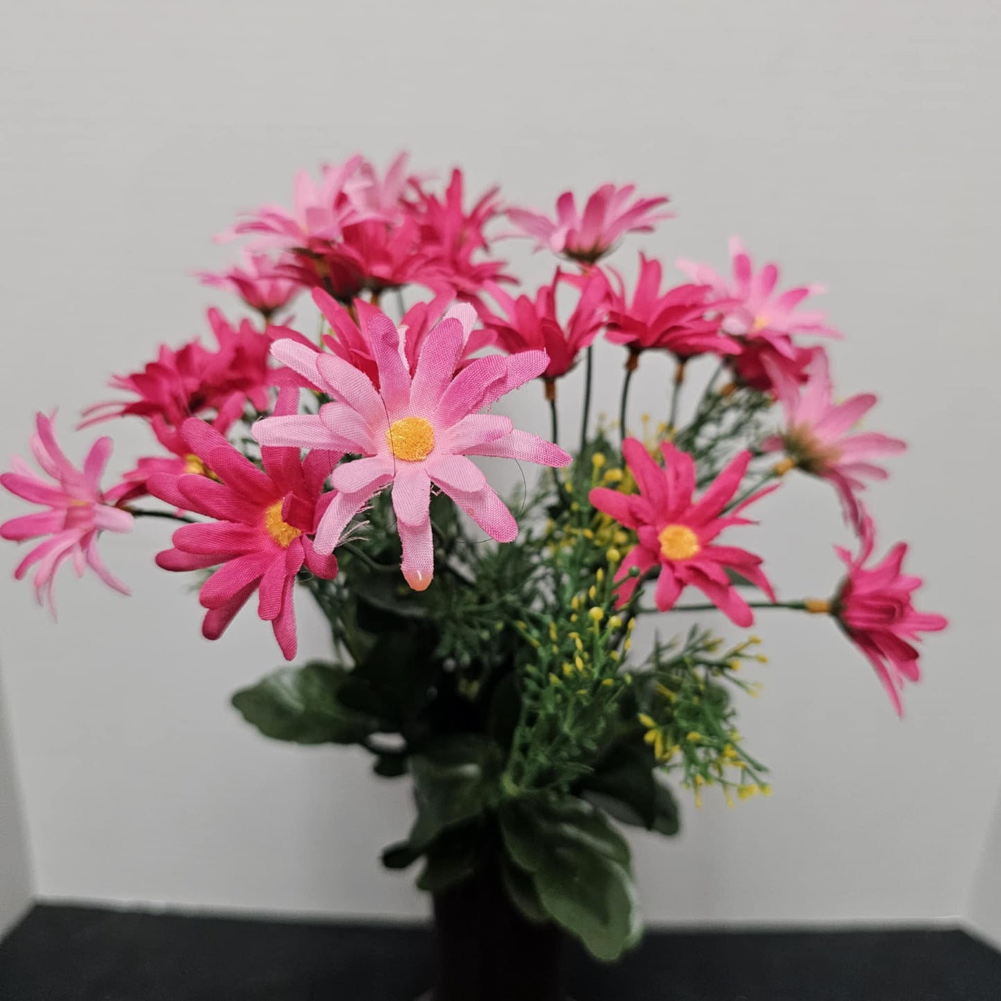 B20500 PK/BTY - Common Daisy