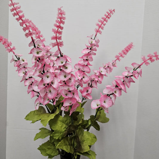 Satin Bell of Ireland Bush