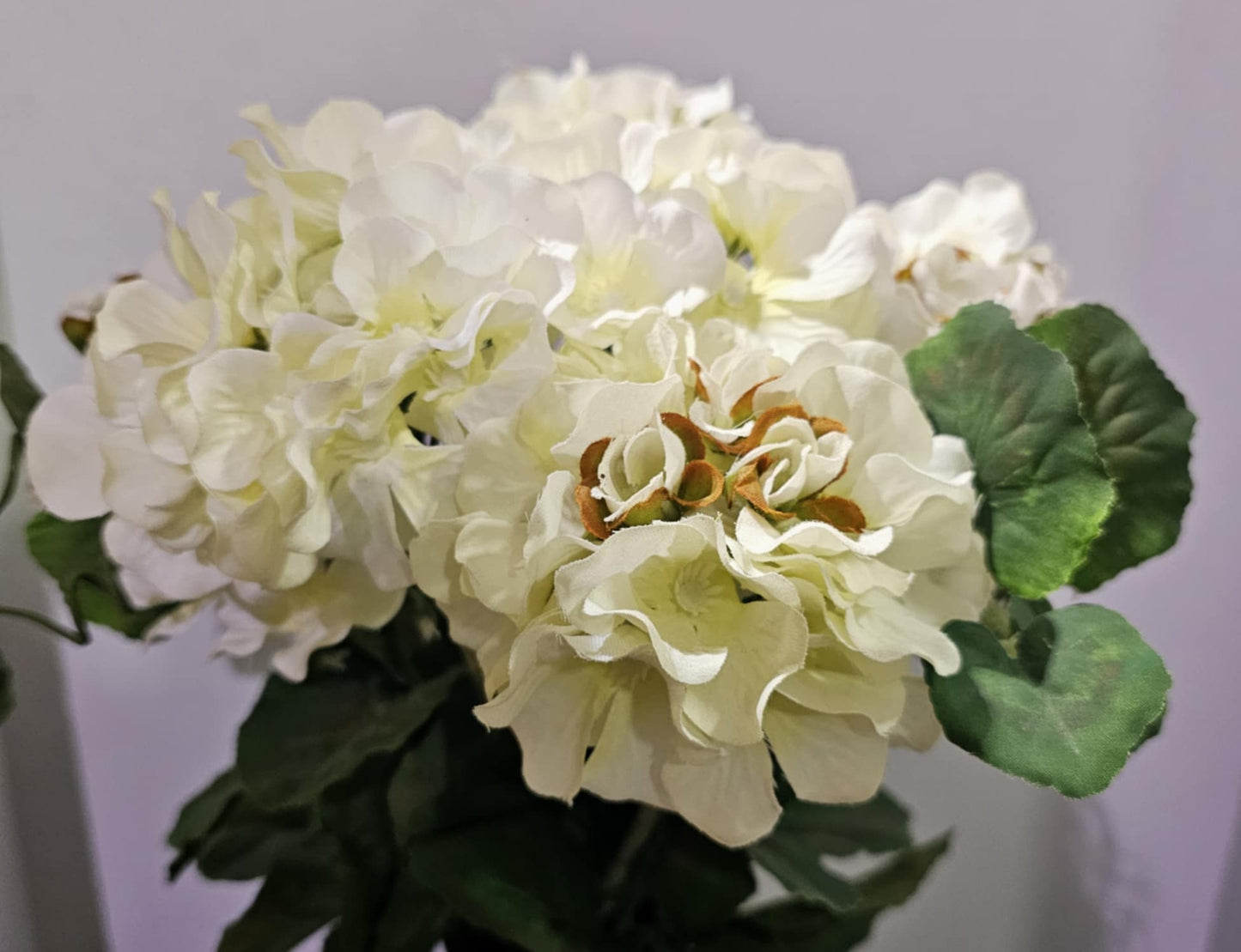 GPB0314-CM - Geranium Flower Bush