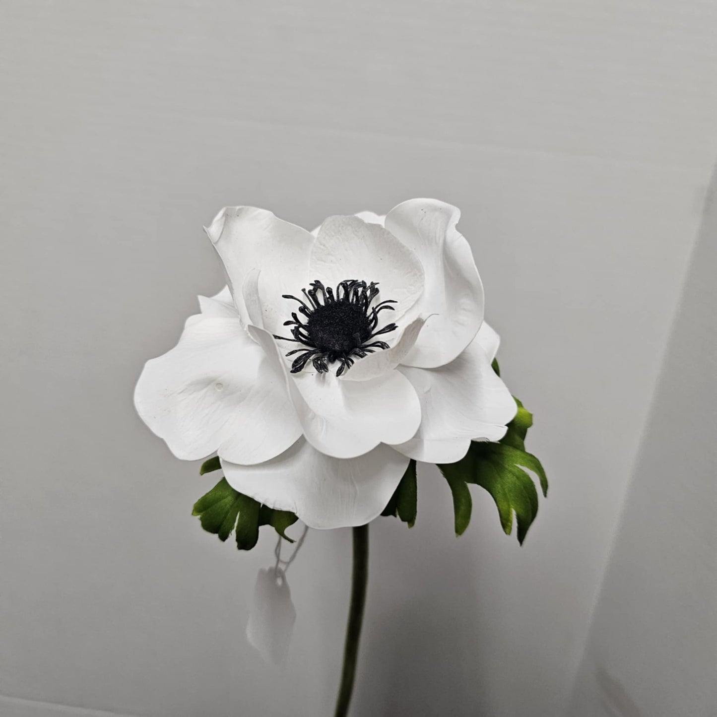 Anenome