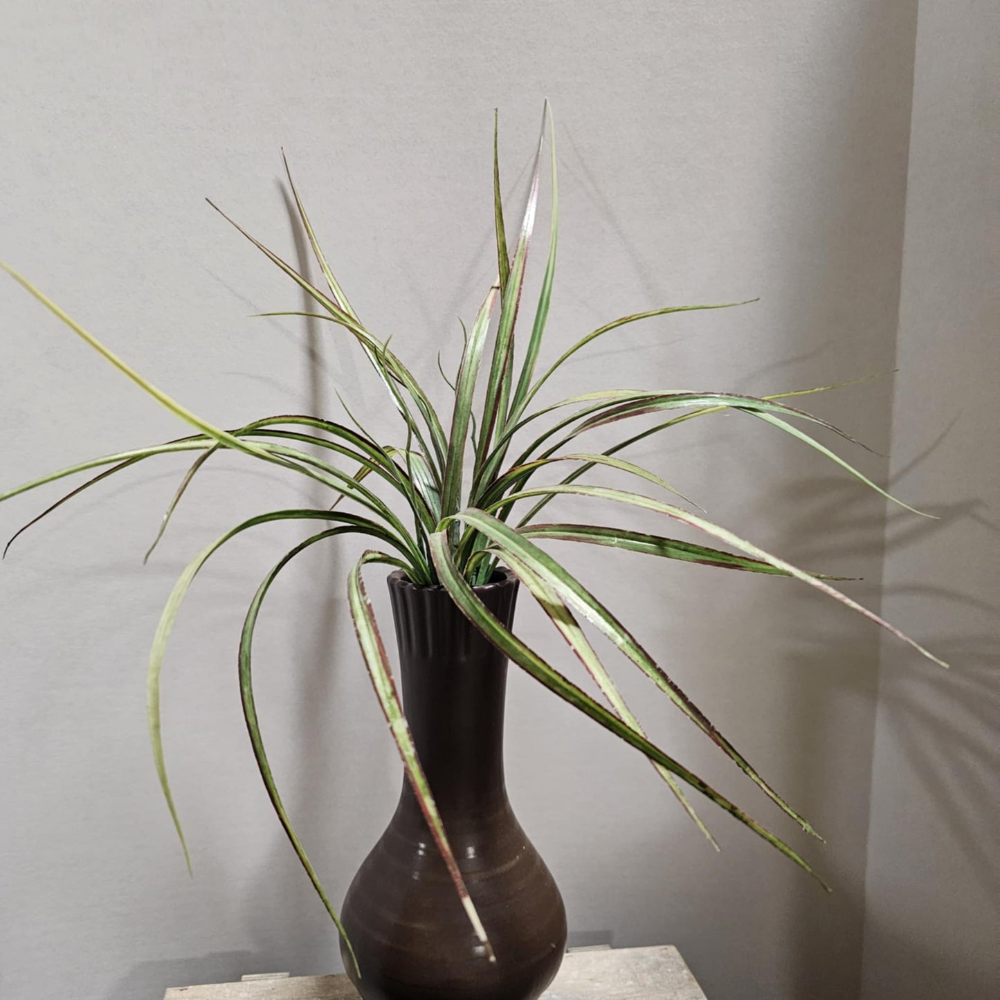 Onion Grass Bush