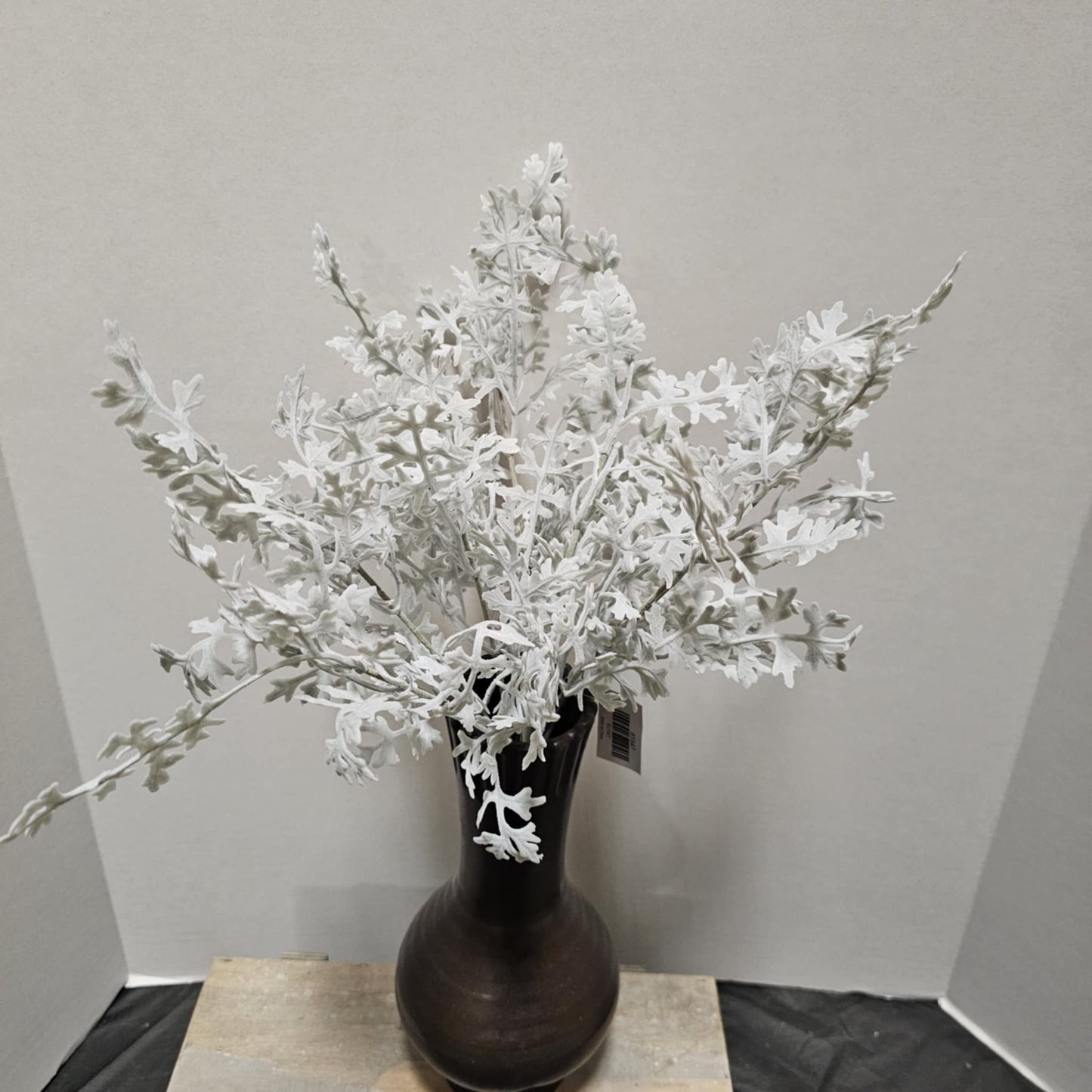 16" Dusty Miller Bush