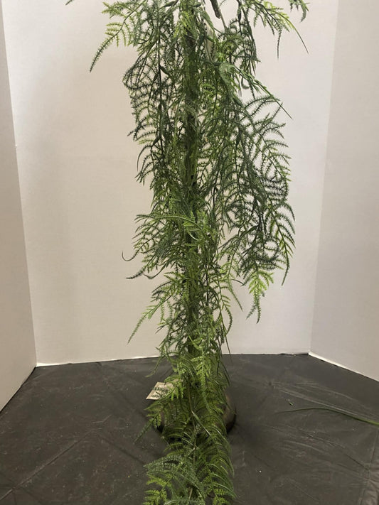 Asparagus Hanging Vine
