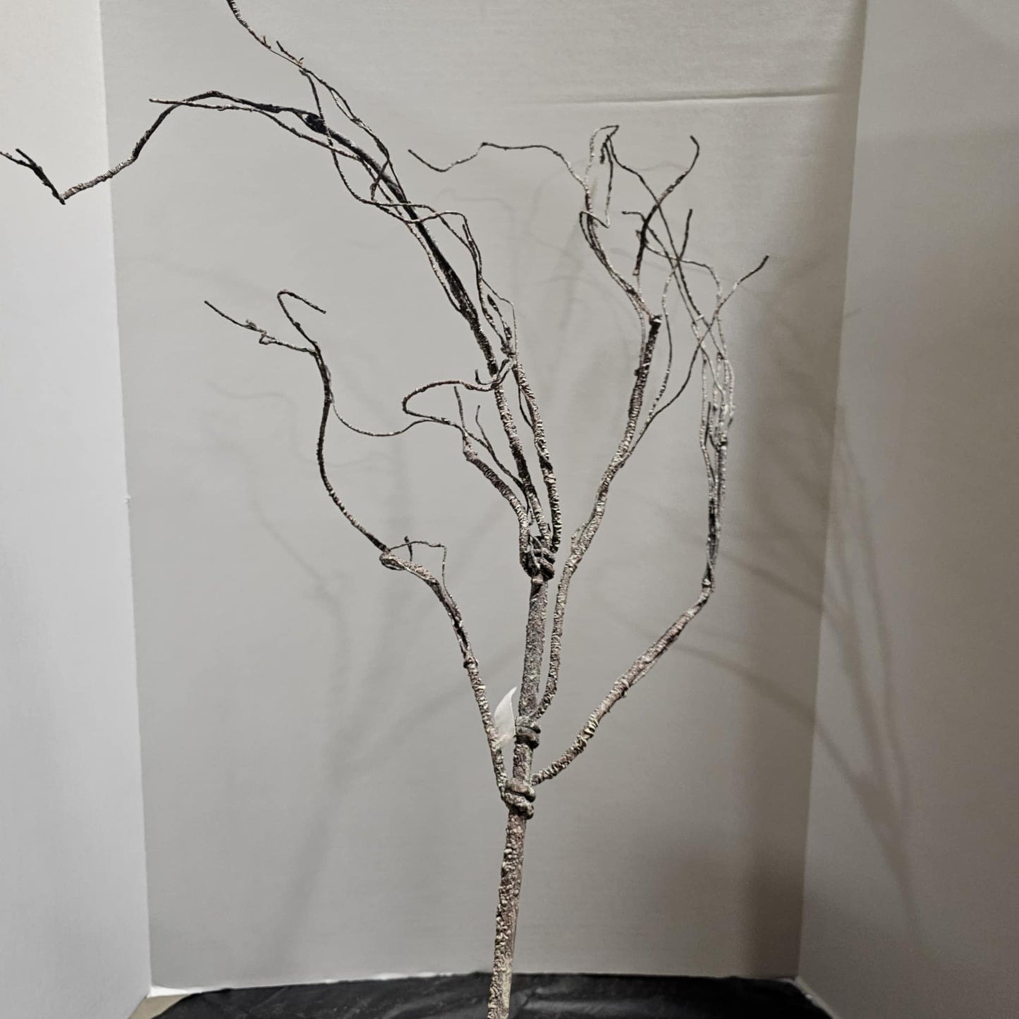 Branch
