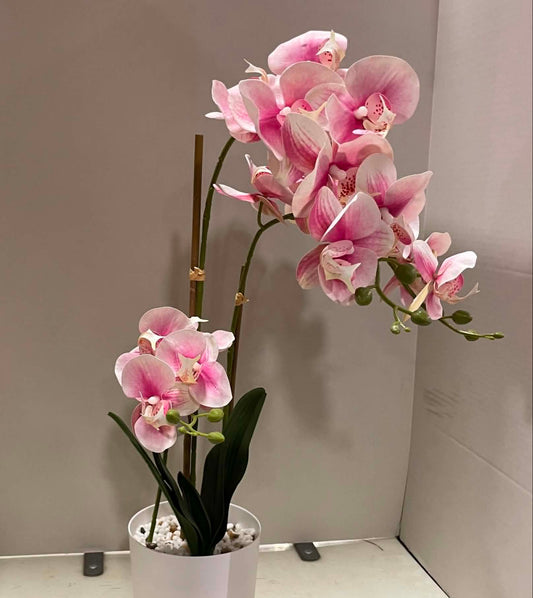 85625-PK - 32" Orchid in Pot