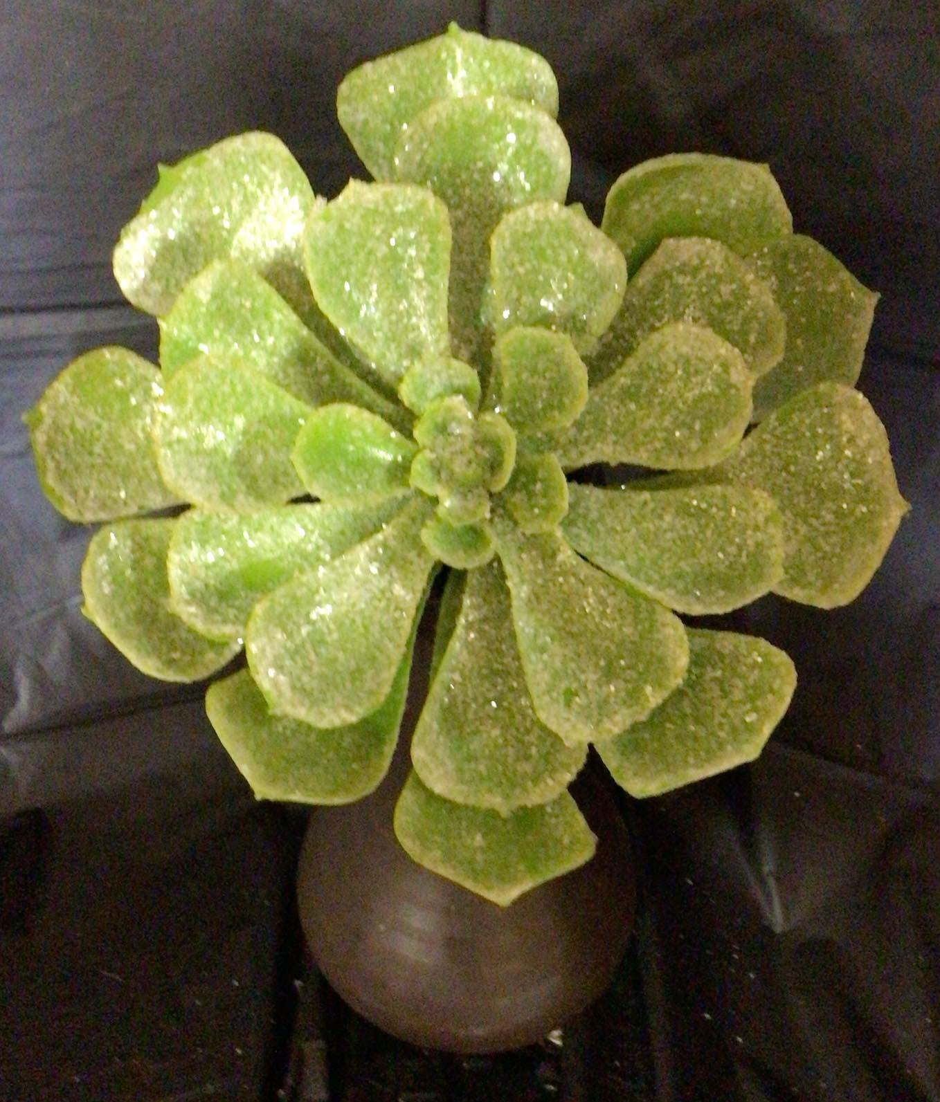 40393 - Large Glitter Echeveria