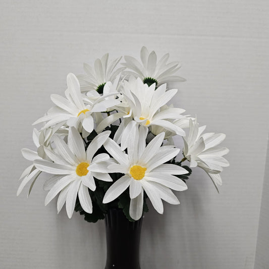 Daisy Bush