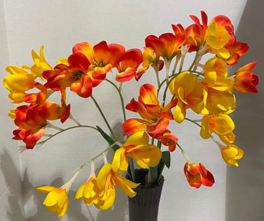 106286-ORYEL- Freesia