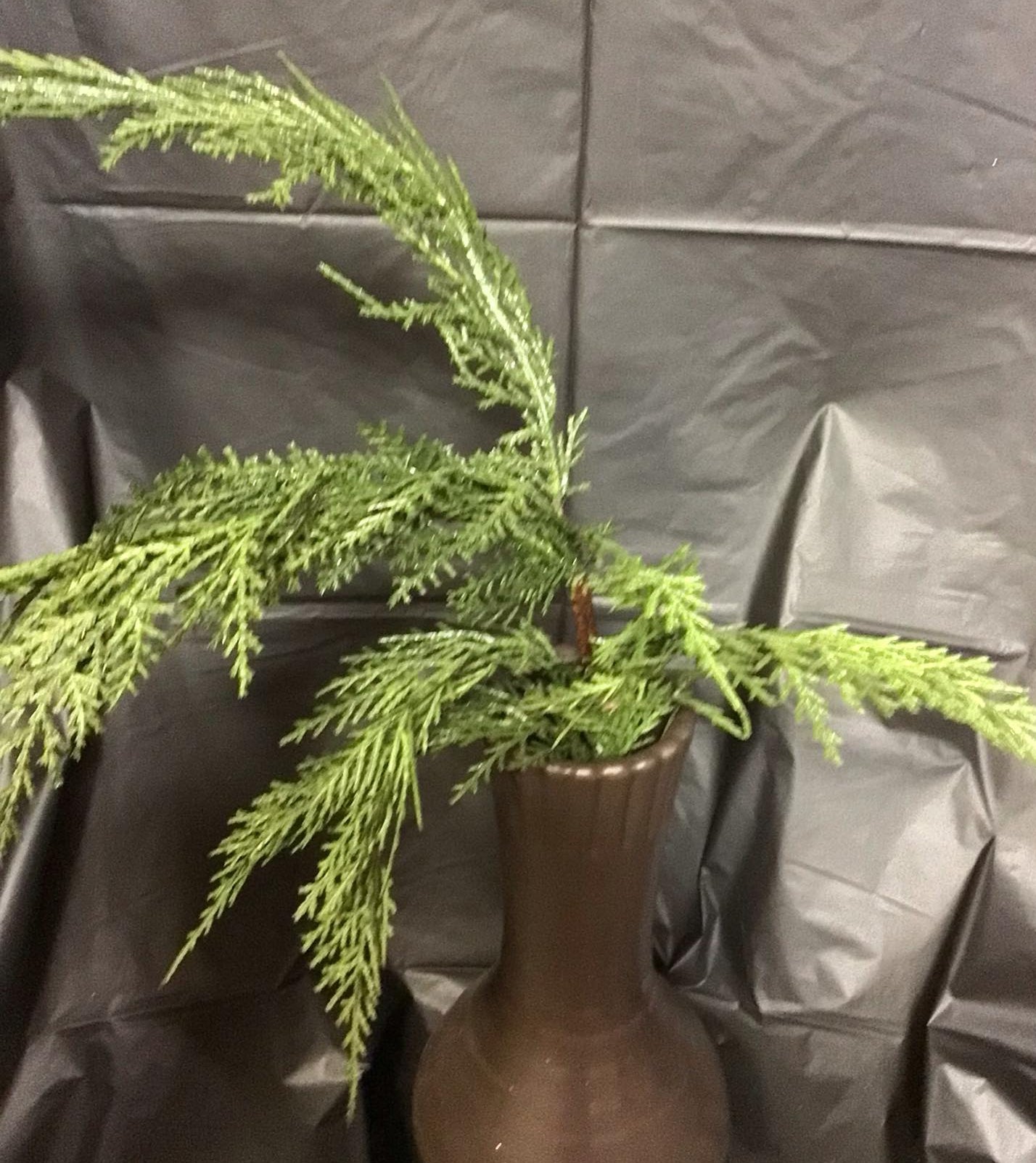 2830248DG - Cedar Spray