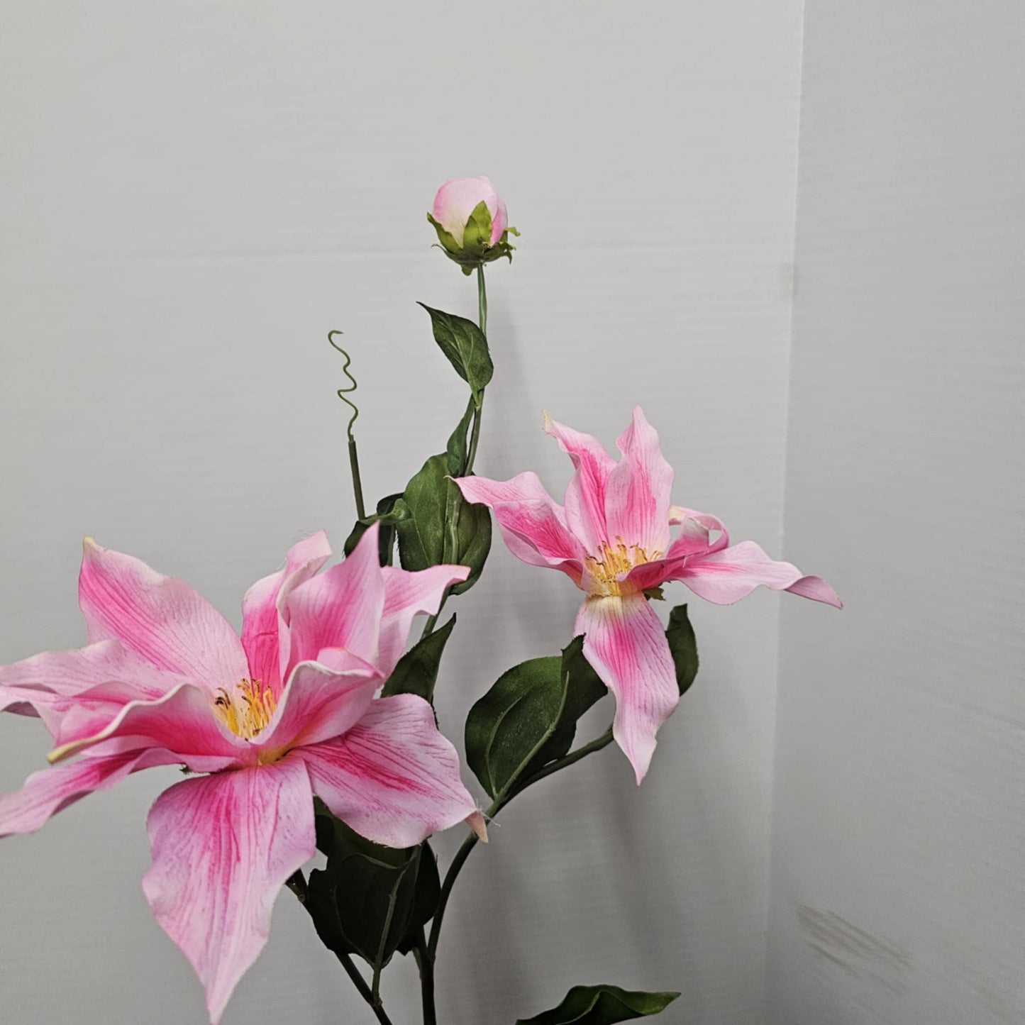 Clematis Stem