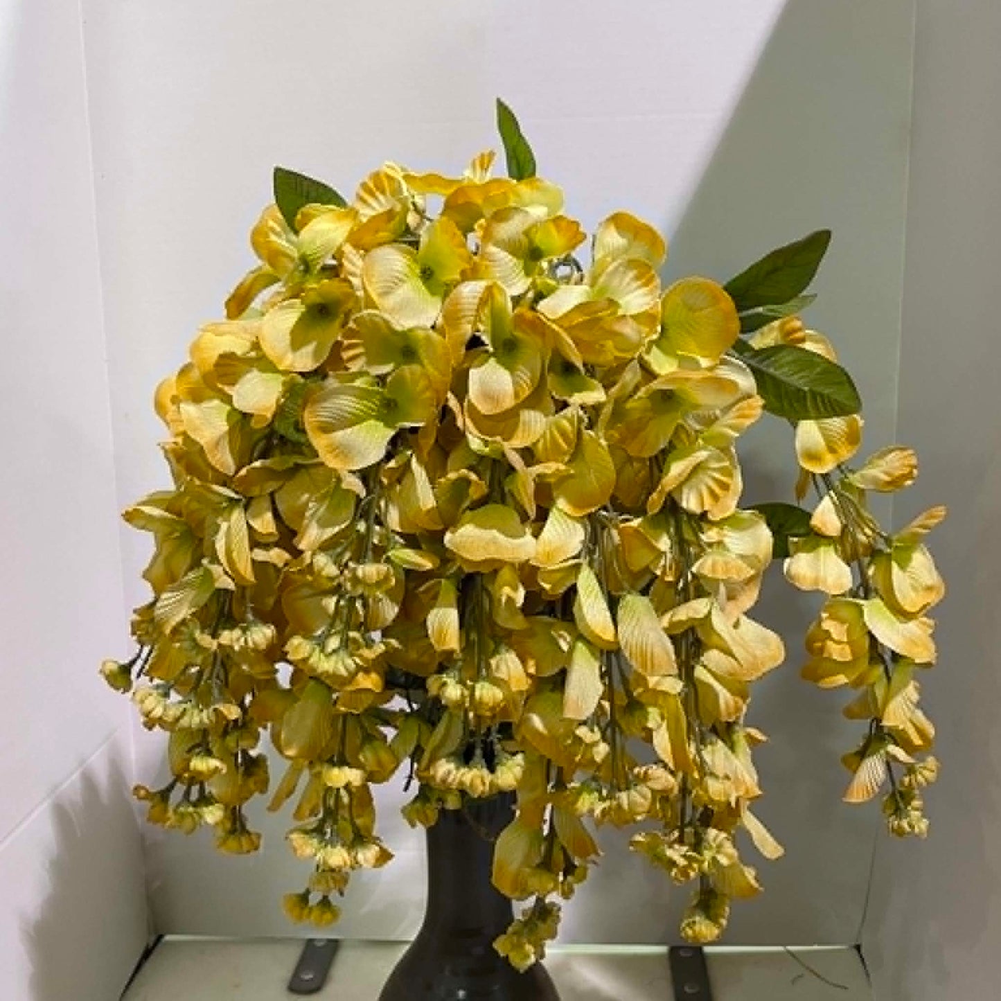 GPB392-NUTMEG - Wisteria Long Hanging Bush