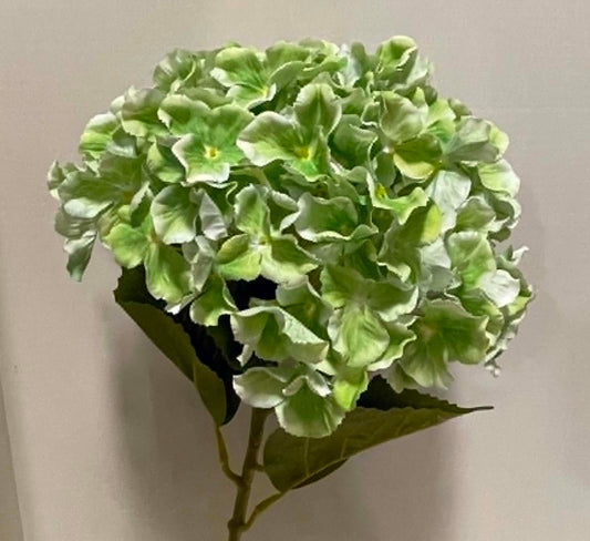 79404-GN - Jumbo Hydrangea