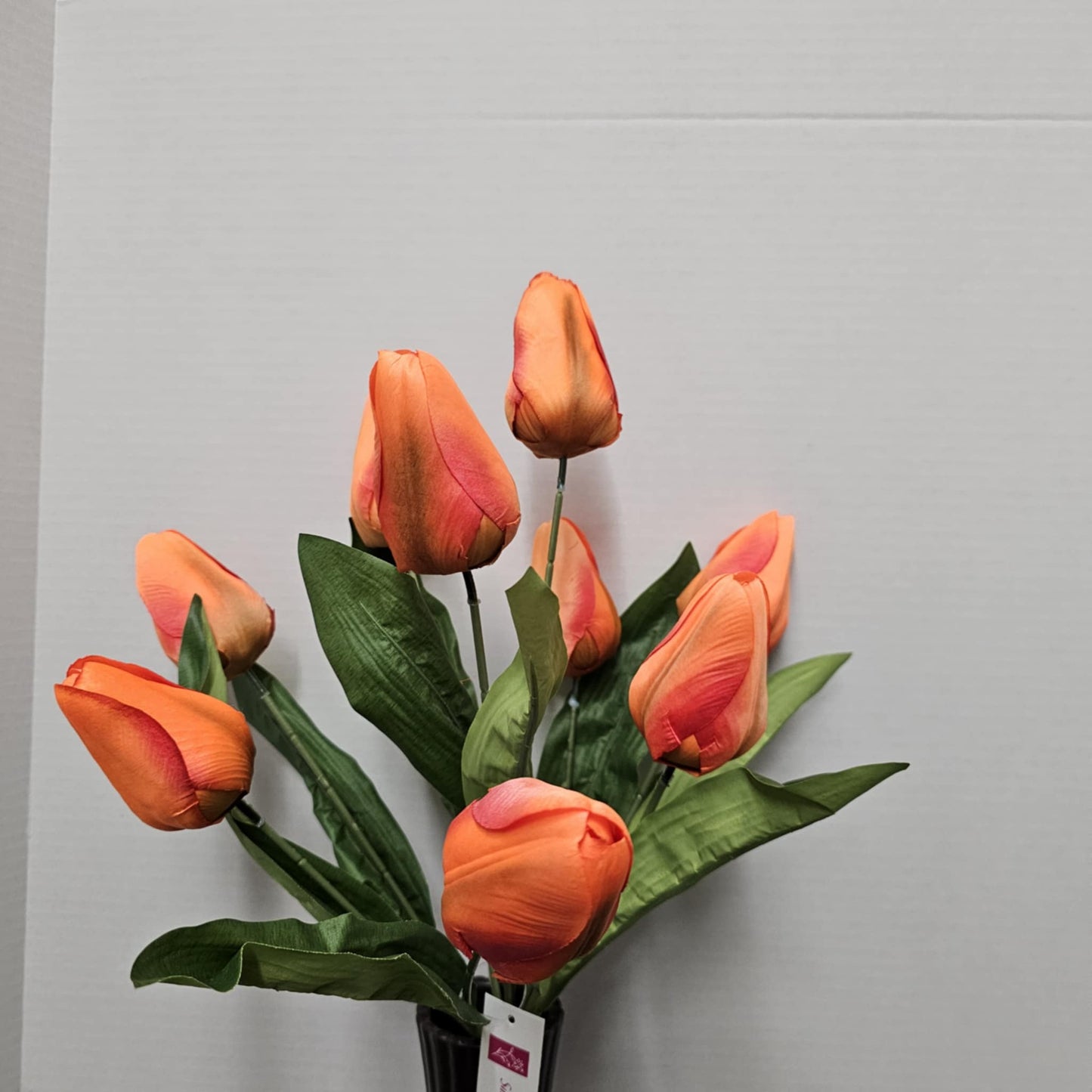 21" Tulip Bush