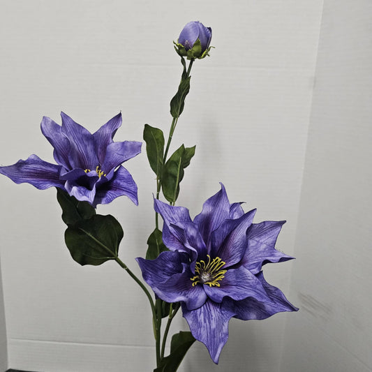 Clematis Stem