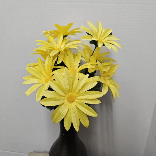 Daisy Bush