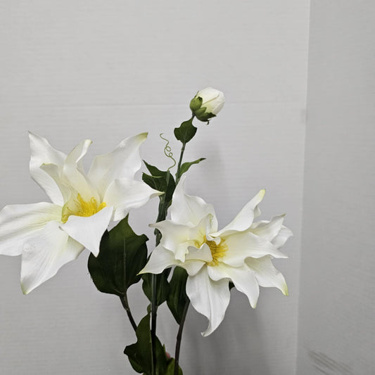 Clematis Stem