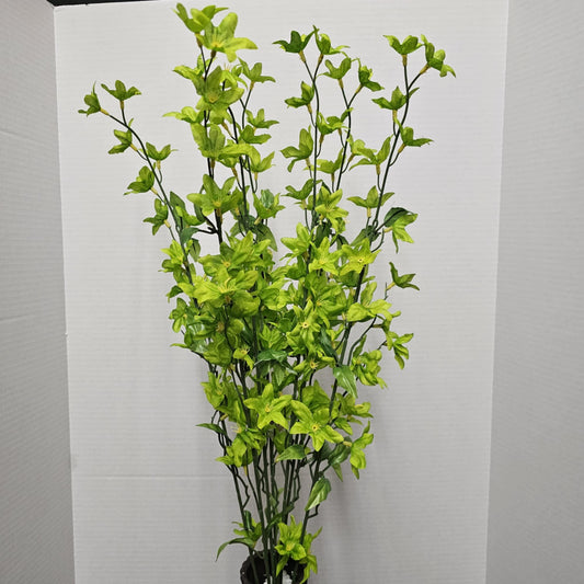 GPB3355-KIWI - Star Bush