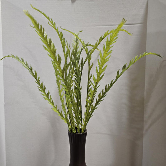 Seaweed Fern Bush