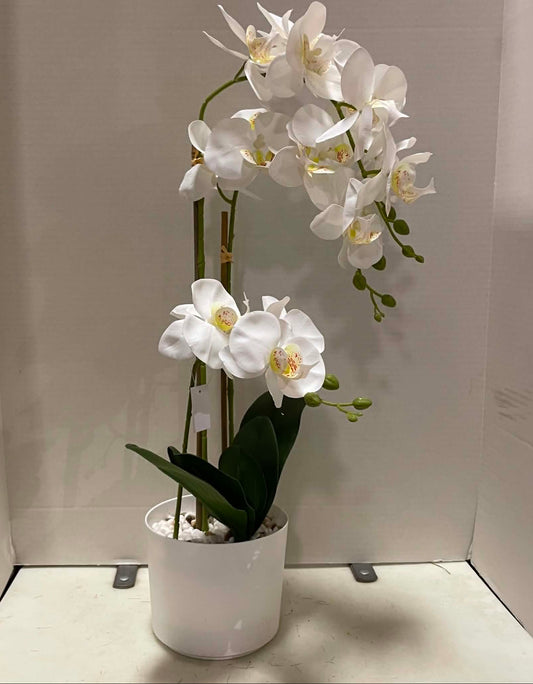 85625-WT - 32" Orchid in Pot