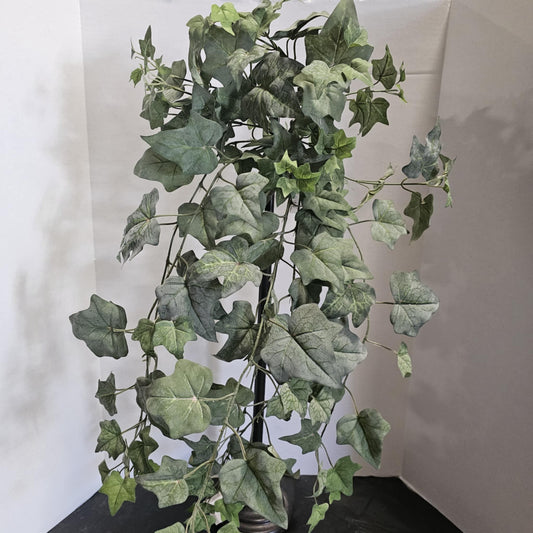 168 Leaves Ivy Bush