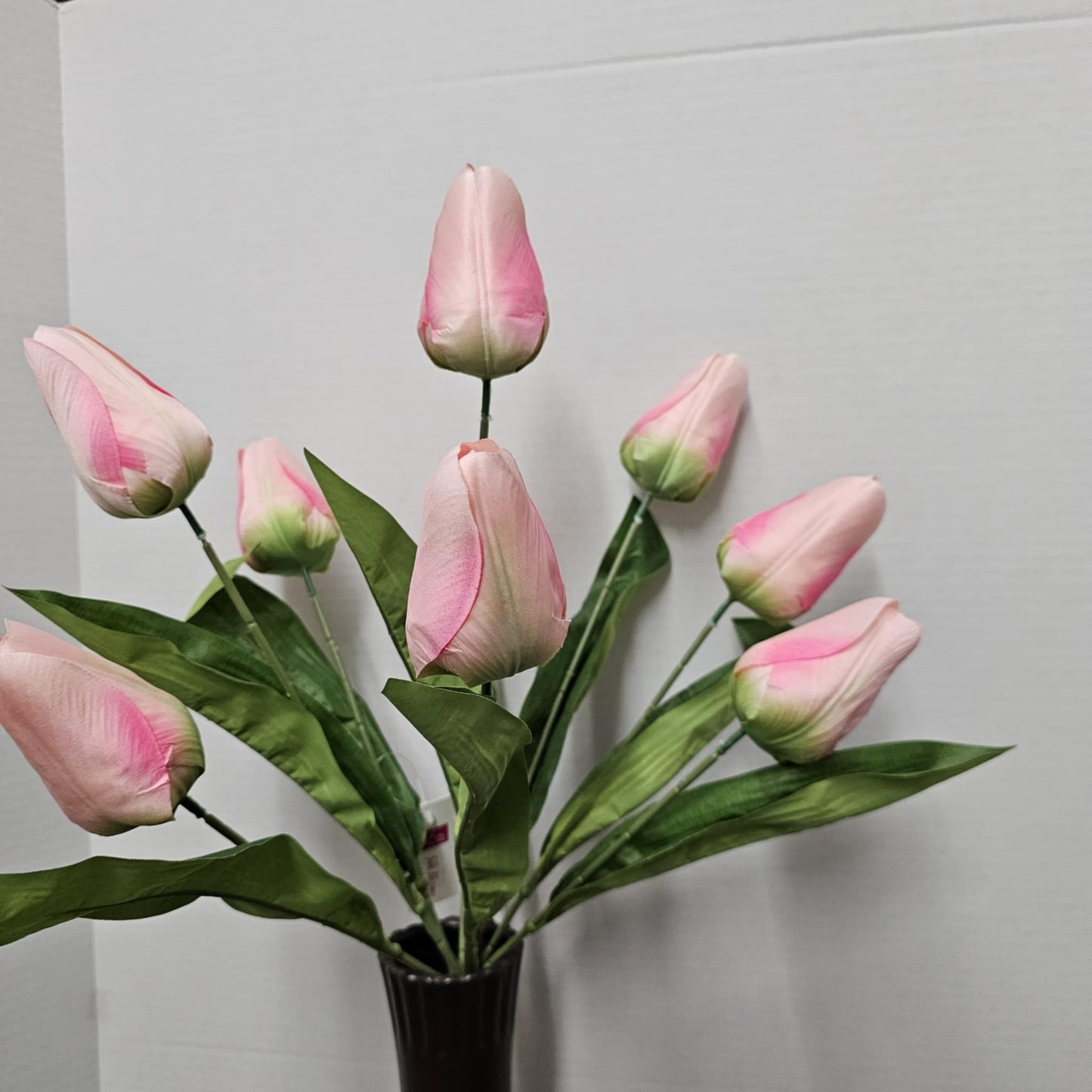 21" Tulip Bush