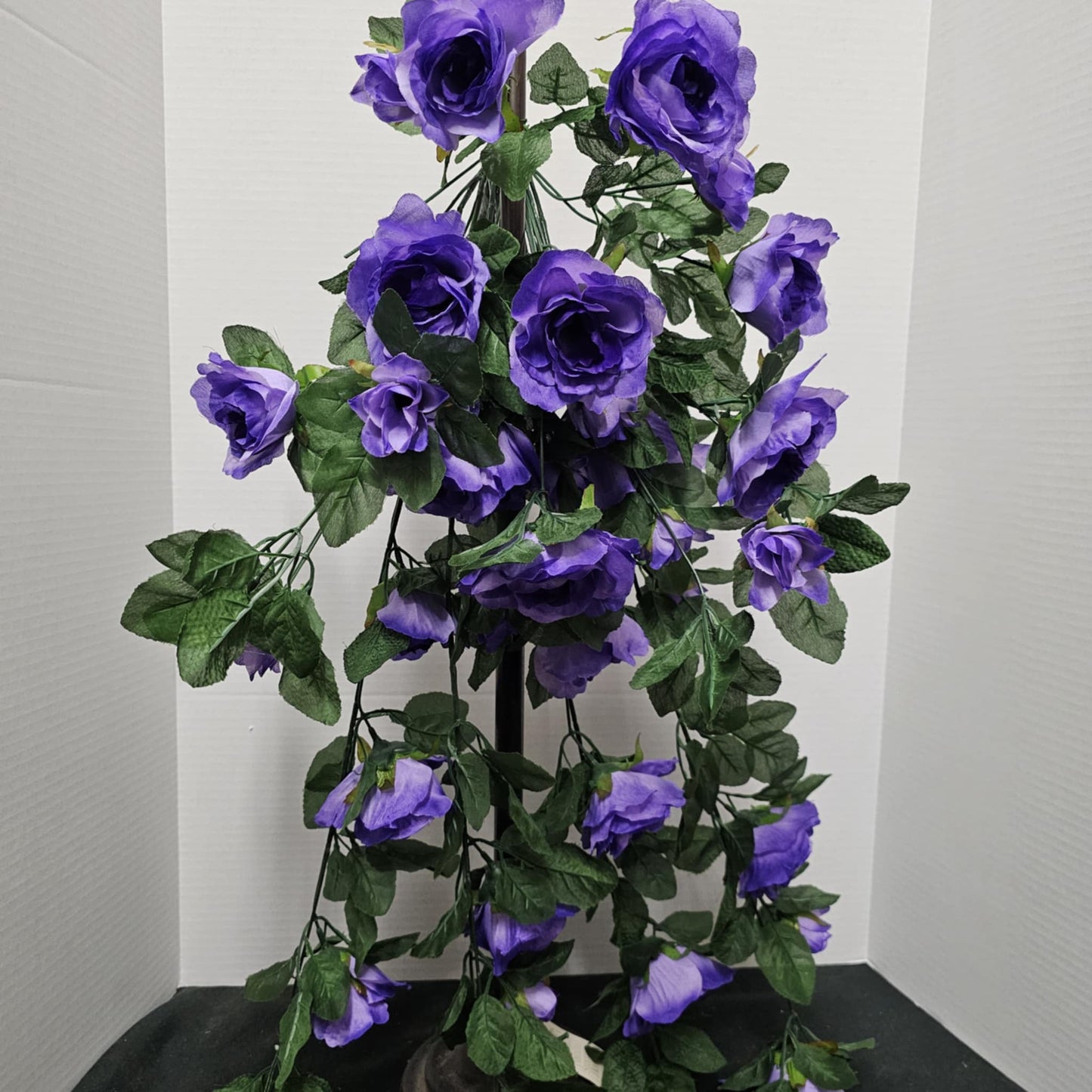 Rose Hangea Bush