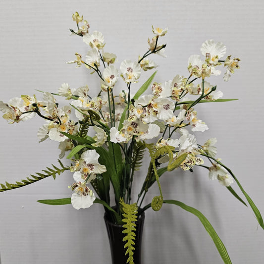 Oncidium Bush