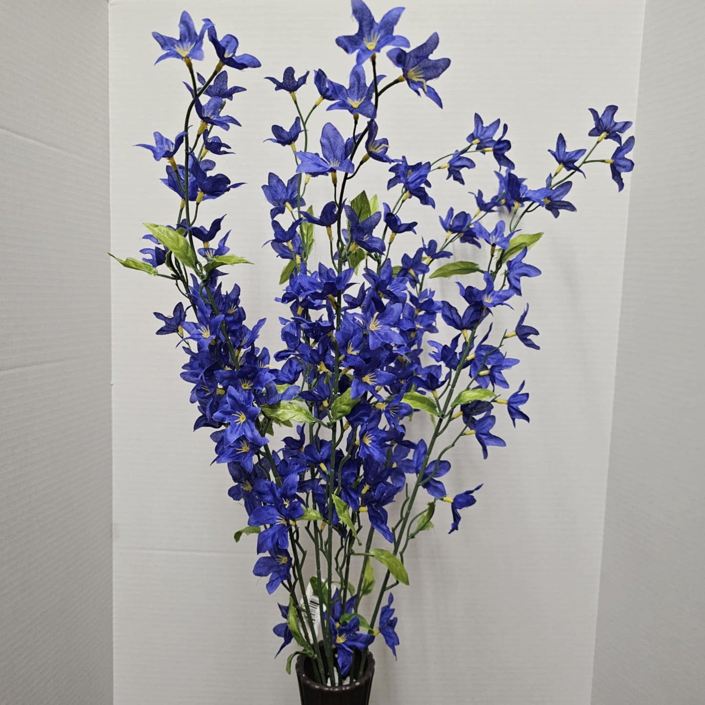 Star Bush