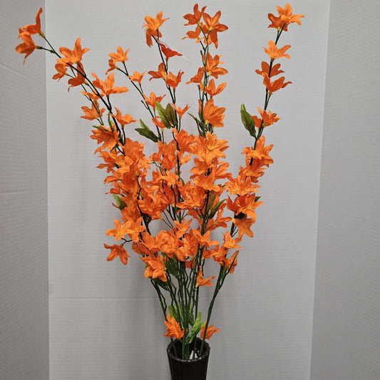 Star Bush