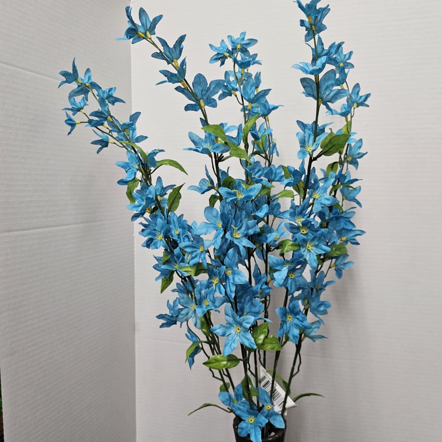 Star Bush