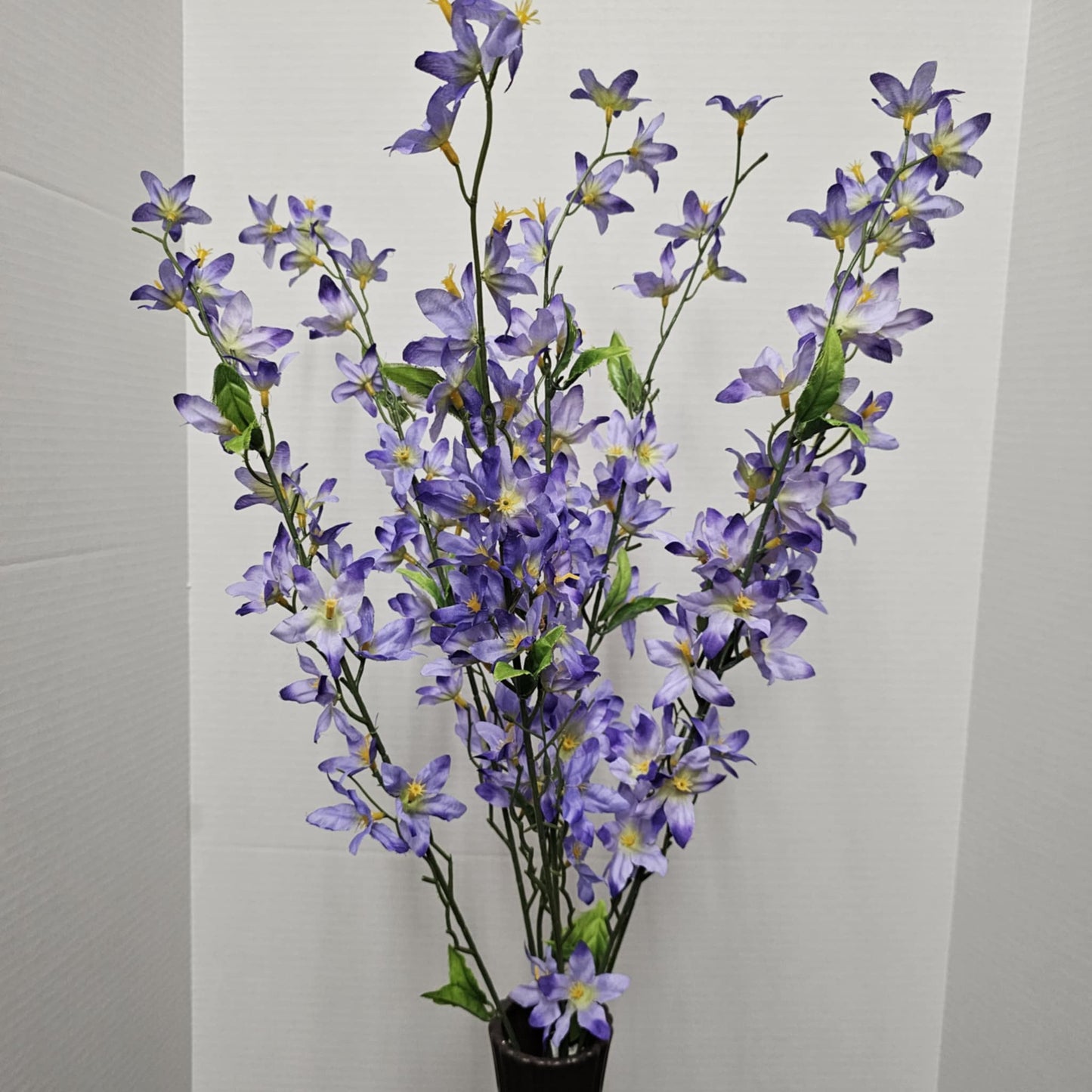 Star Bush