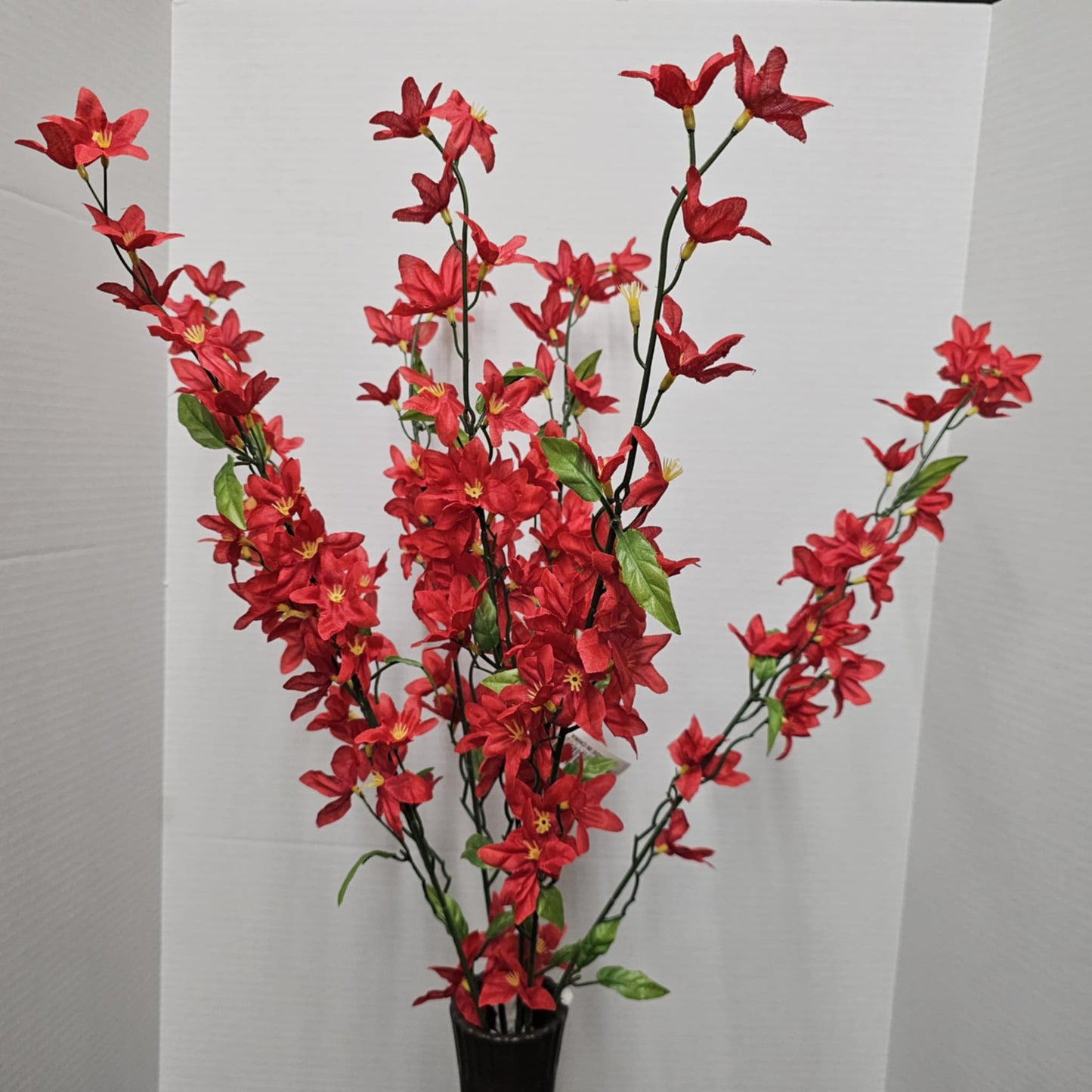 Star Bush