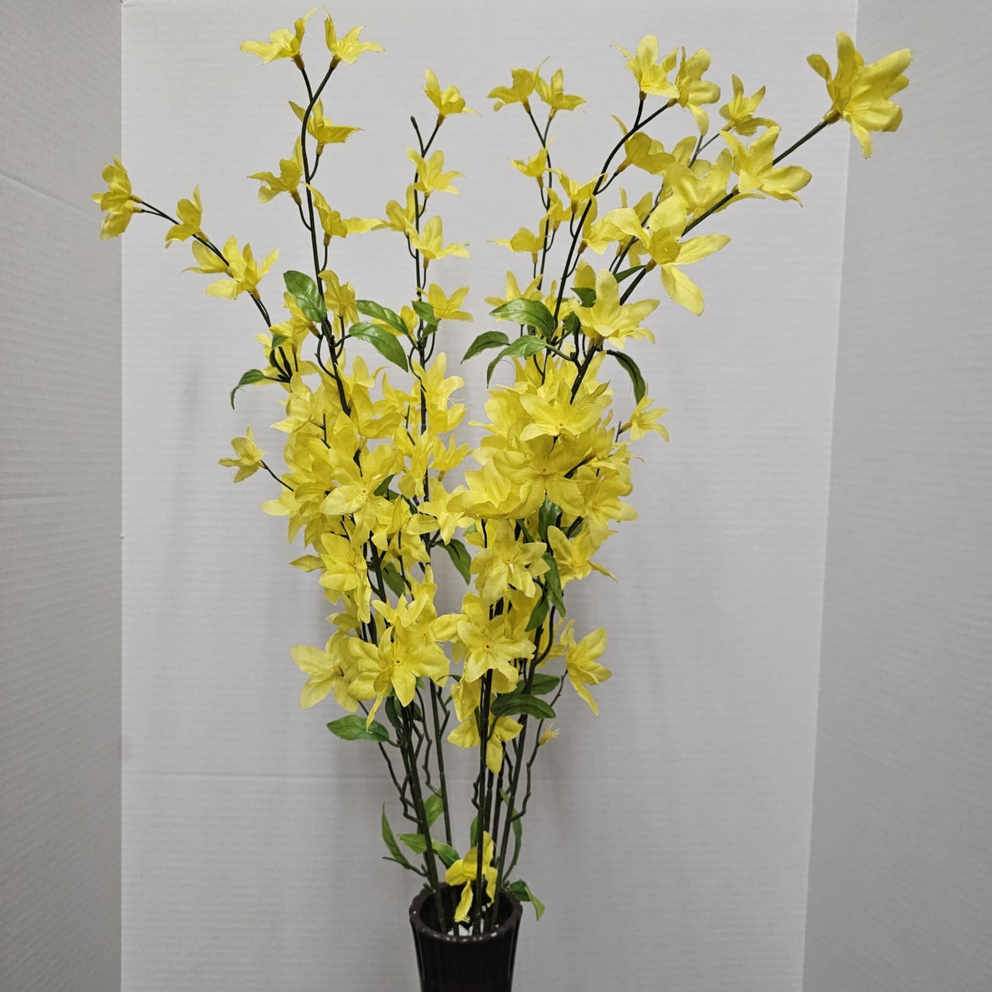 Star Bush