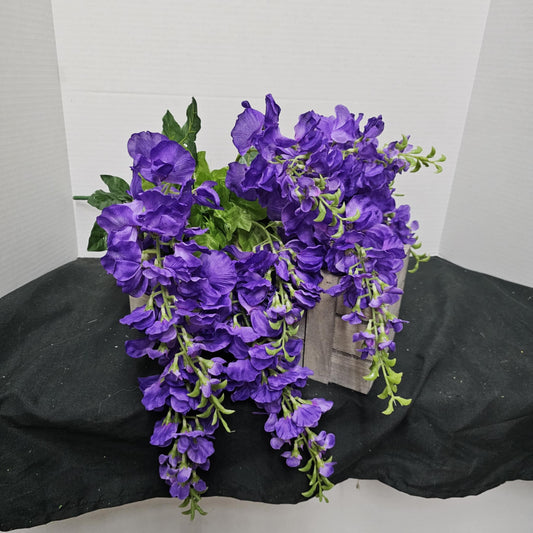 Wisteria Bush