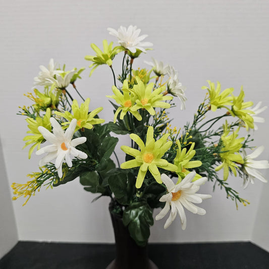 B20500 GN/CM - Common Daisy