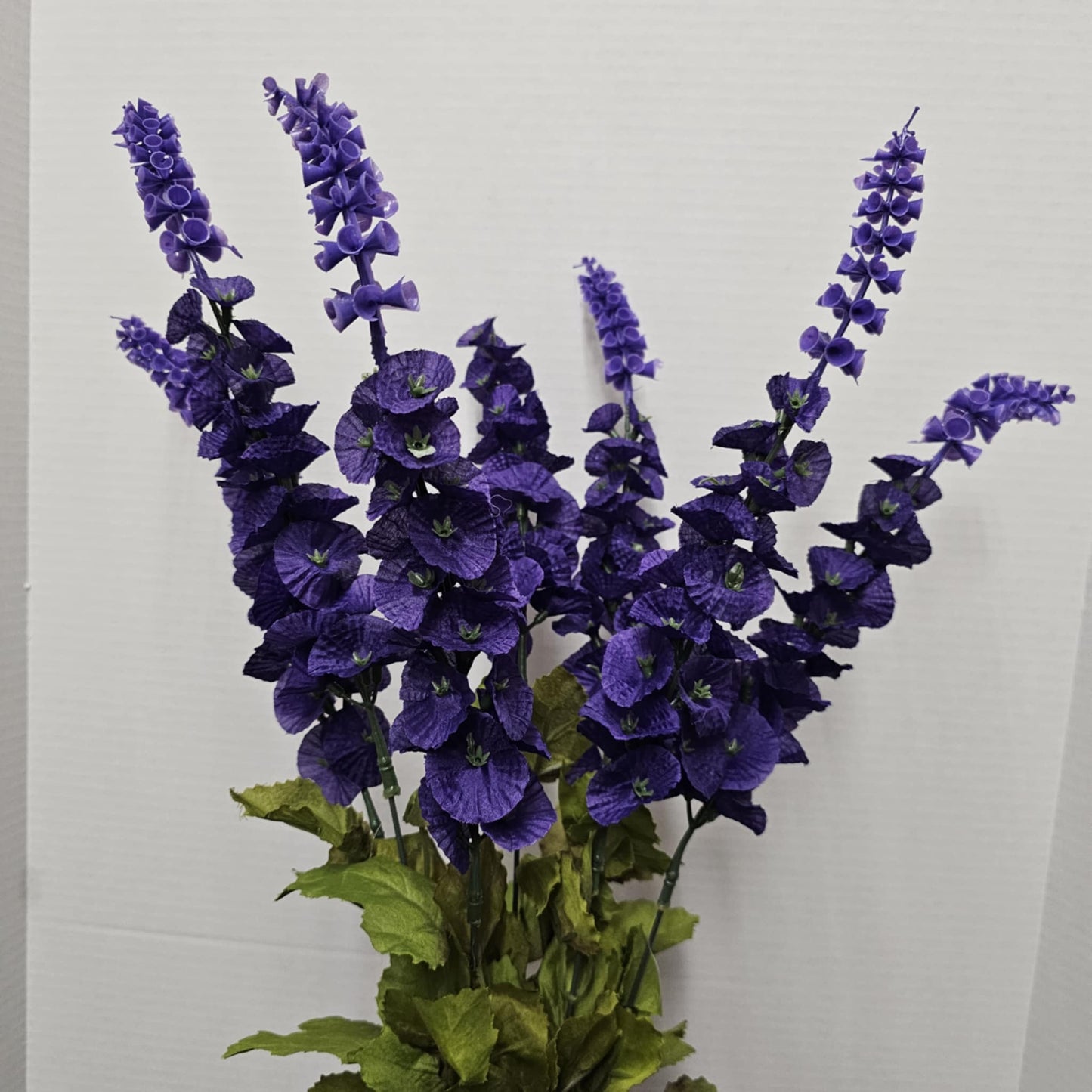 Satin Bell of Ireland Bush