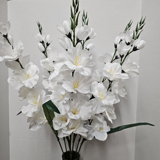 46569-WTE - Large Gladiola Bush