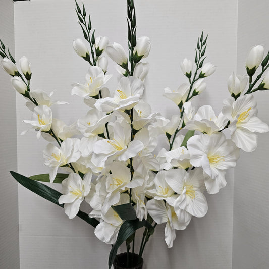 46569-CM - Large Gladiola Bush