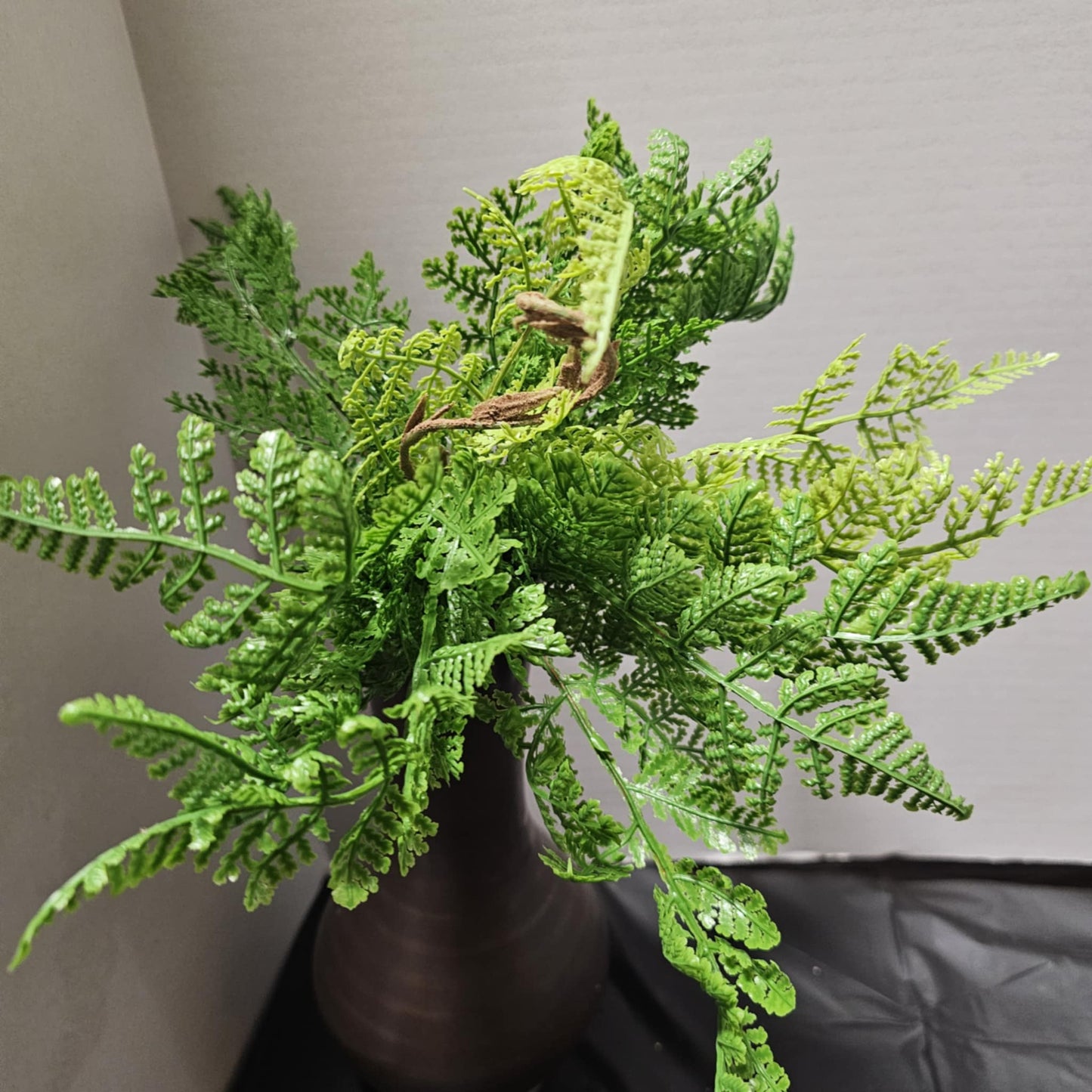 13" Sword Fern Bush