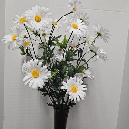 Daisy Bush
