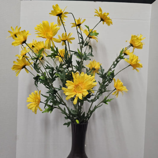 Daisy Bush
