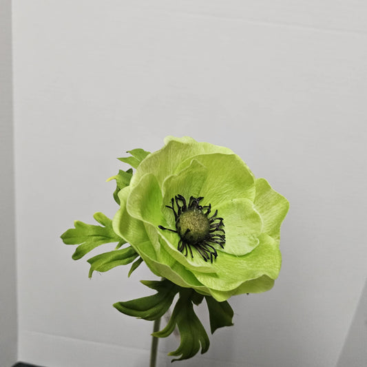 Anenome