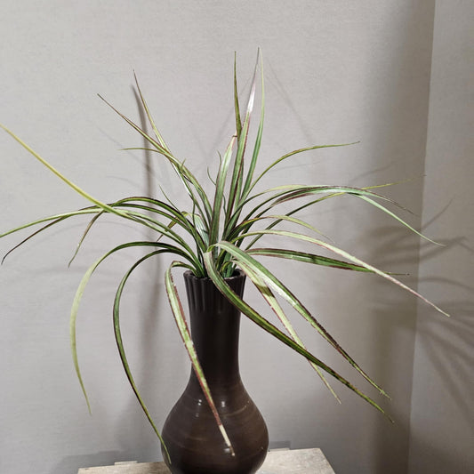 Onion Grass Bush