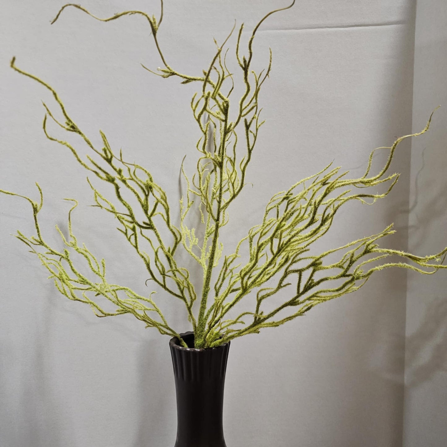 Coral Bush
