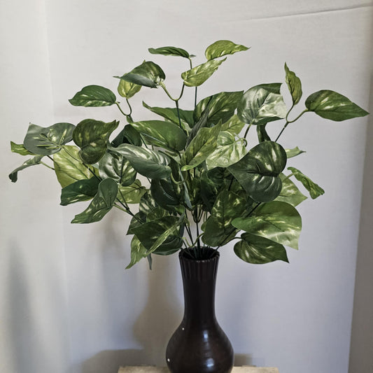 21" Potho Bush